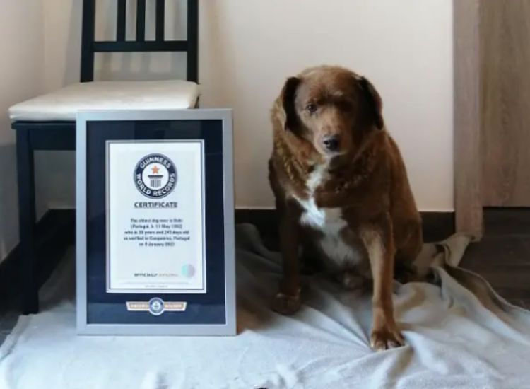 30-Year-Old Bobi Breaks Record For World's Oldest Dog Ever
